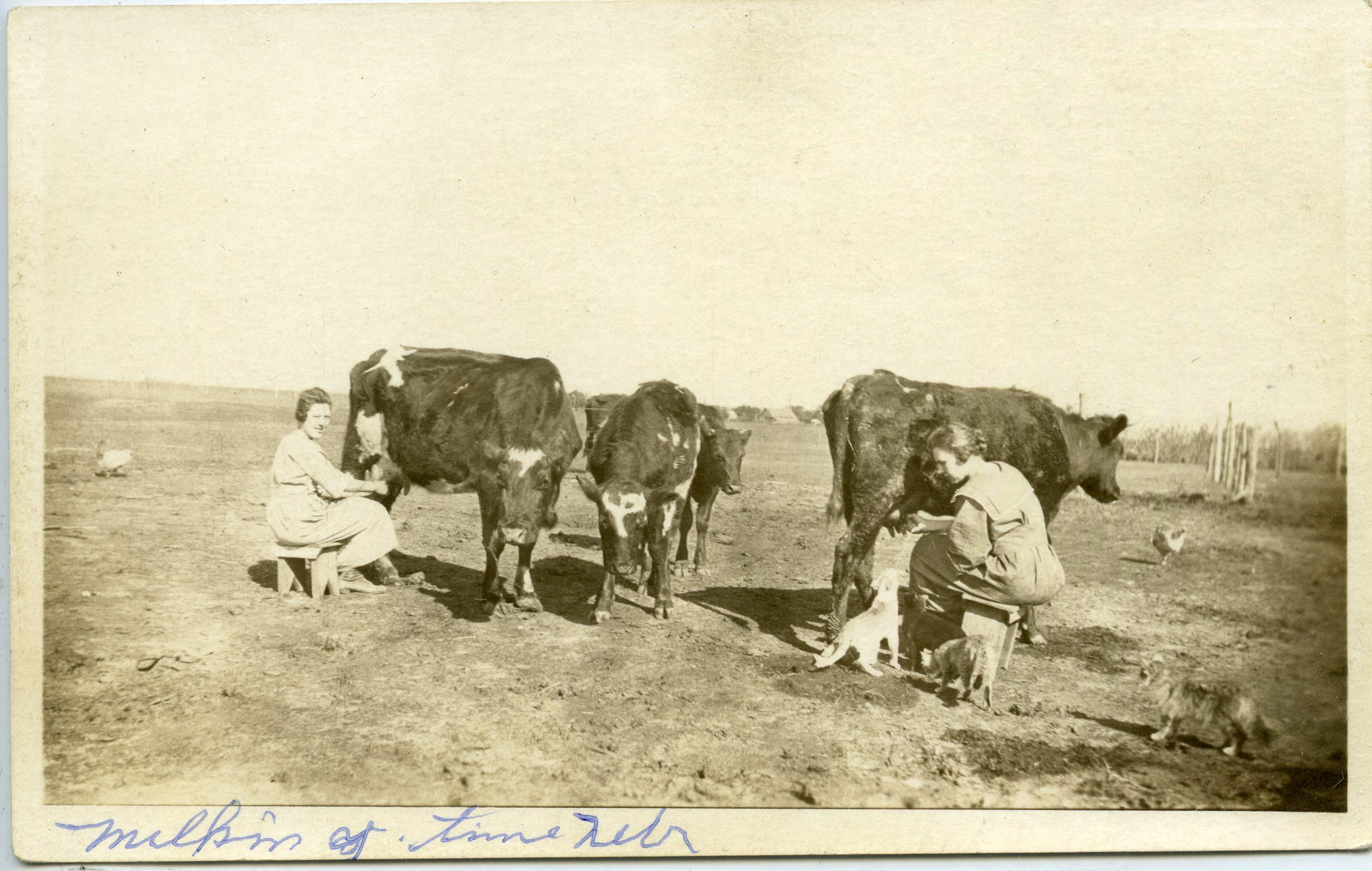 Women Milking Cows. Courtesy of Adams County Historical Society.