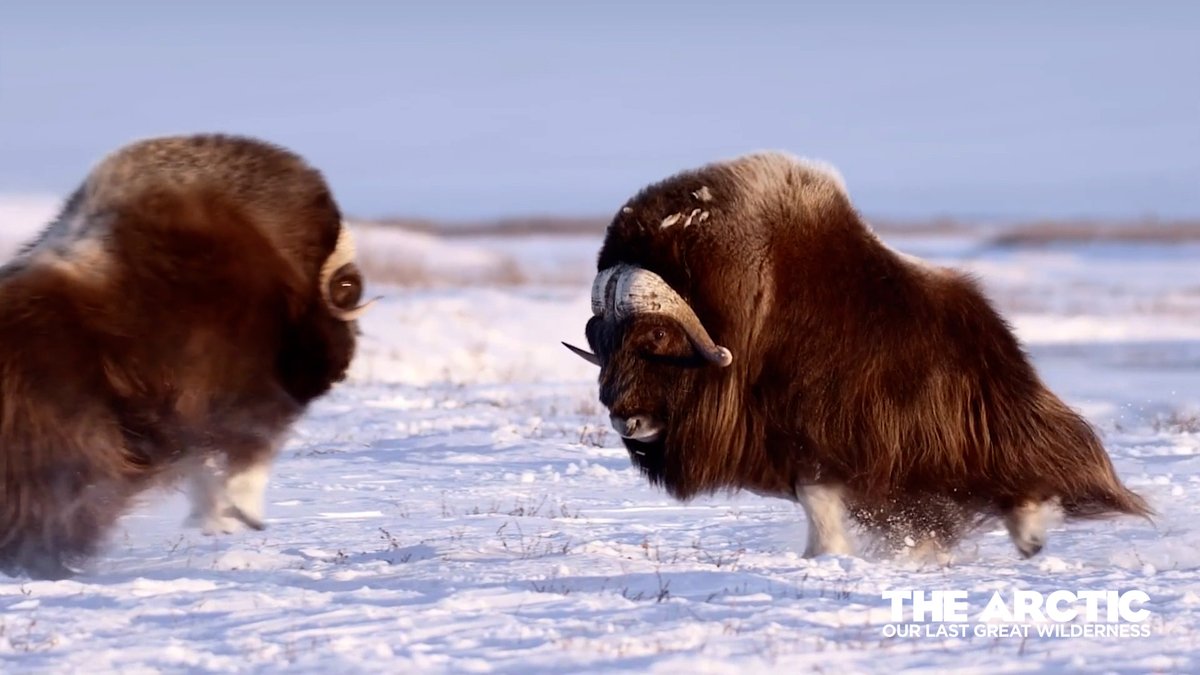 Photo of two musk oxen fighting