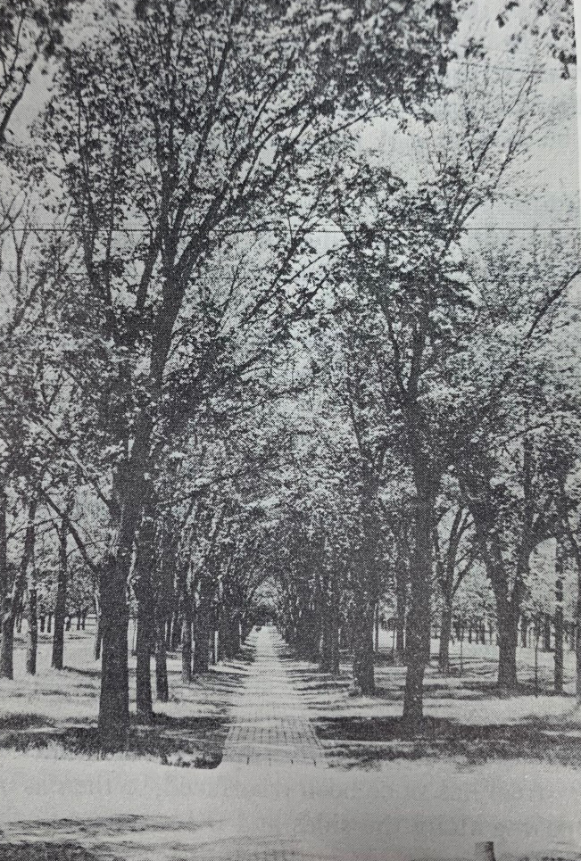 University Avenue in the early 1900s