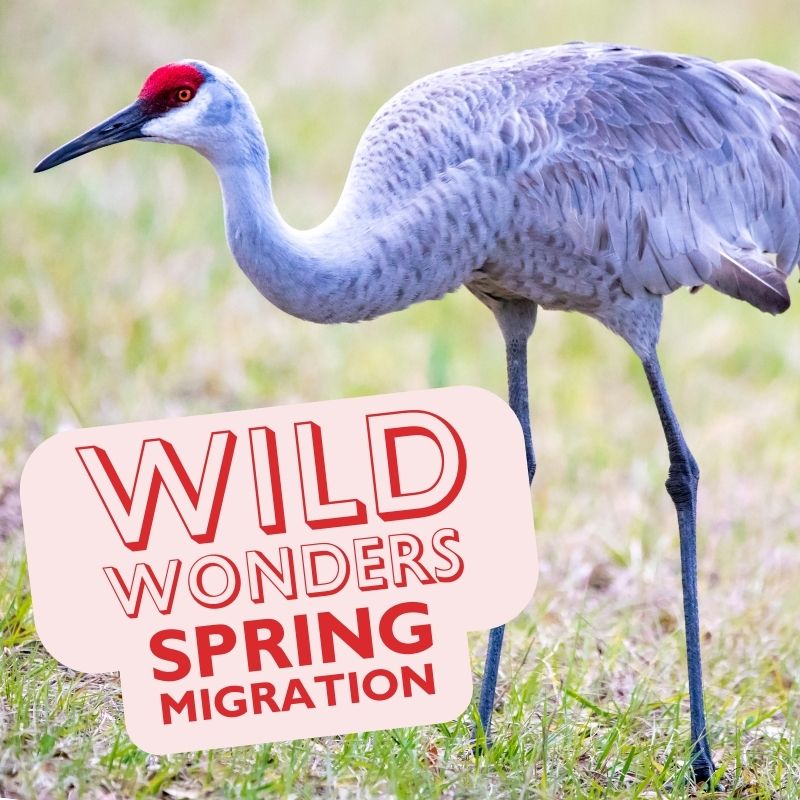 graphic to advertise the Hastings Museum's February Wild Wonder program on Spring Migration