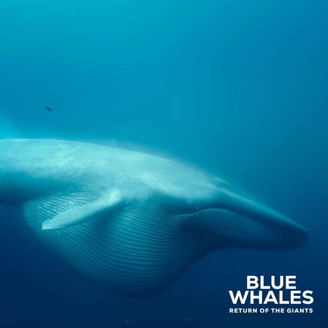 Blue Whale under the water