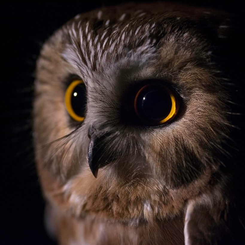 northern saw whet owl