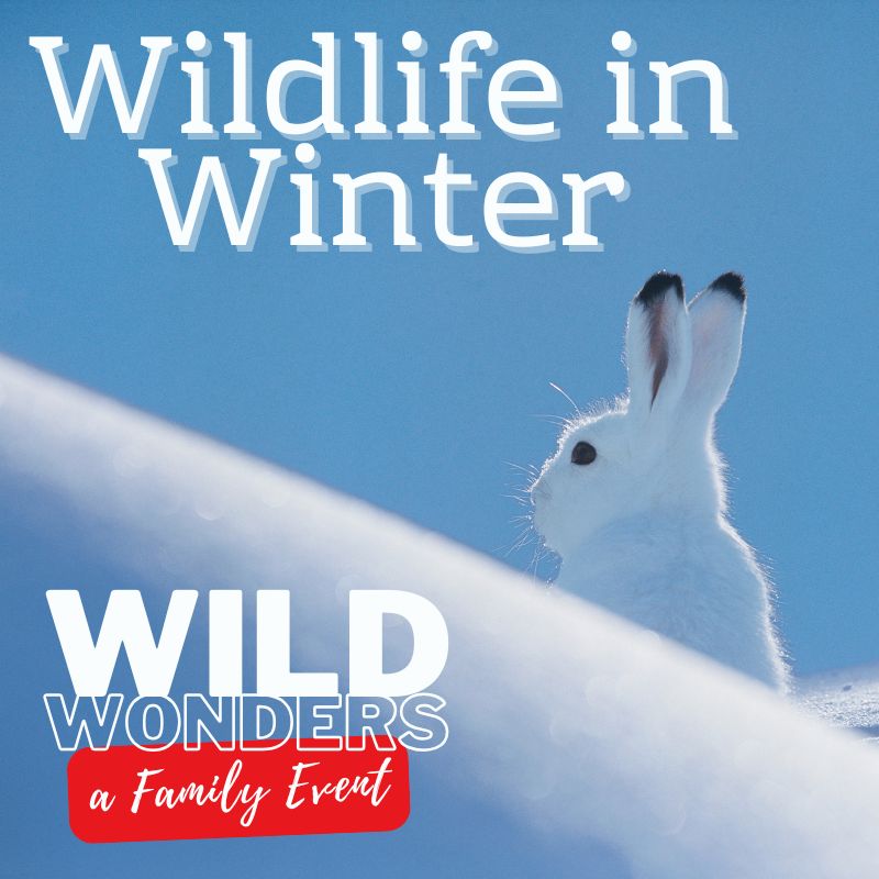 graphic to advertise family program about animal behavior in winter