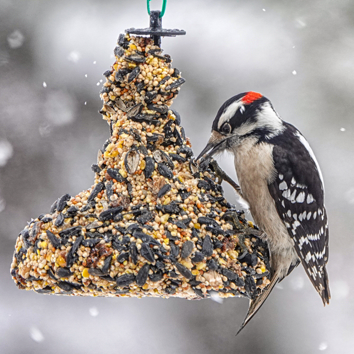 Downy woodpecker on seed bell